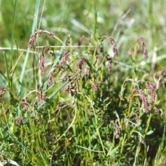 Gonocarpus tetragynus (Common Raspwort) at Conder, ACT - 21 Oct 1999 by michaelb