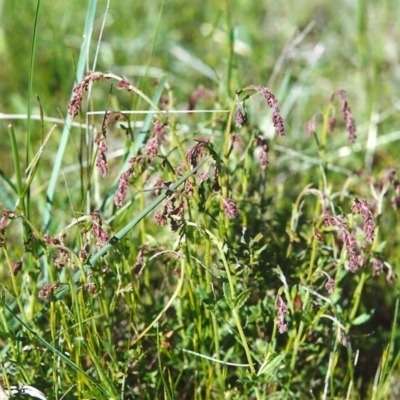 Gonocarpus tetragynus (Common Raspwort) at Conder, ACT - 22 Oct 1999 by MichaelBedingfield