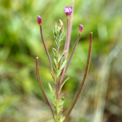 Epilobium billardiereanum subsp. cinereum (Hairy Willow Herb) at Conder, ACT - 7 Dec 1999 by MichaelBedingfield