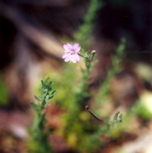 Epilobium billardiereanum subsp. cinereum at Conder, ACT - 7 Dec 1999