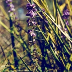 Hovea heterophylla (Common Hovea) at Theodore, ACT - 10 Aug 2000 by michaelb