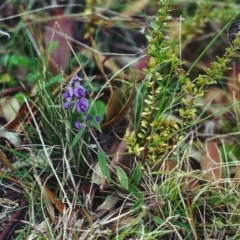 Hovea heterophylla (Common Hovea) at Tuggeranong Hill - 30 Aug 2000 by michaelb