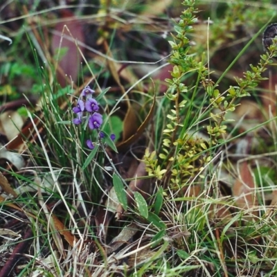 Hovea heterophylla (Common Hovea) at Conder, ACT - 30 Aug 2000 by michaelb