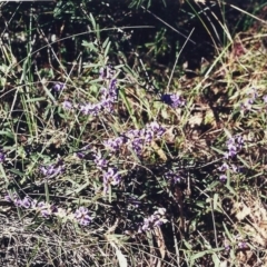 Hovea heterophylla (Common Hovea) at Tuggeranong Hill - 11 Aug 2000 by michaelb