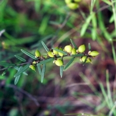 Hovea heterophylla (Common Hovea) at Conder, ACT - 20 Oct 2000 by MichaelBedingfield