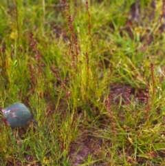 Haloragis heterophylla (Variable Raspwort) at Conder, ACT - 25 Nov 1999 by michaelb