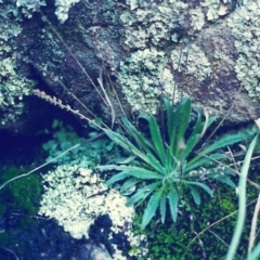 Plantago hispida (Hairy Plantain) at Conder, ACT - 22 Jul 2000 by michaelb