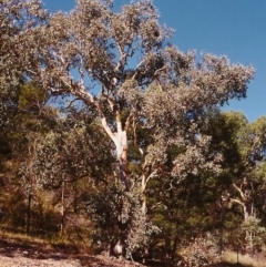 Eucalyptus polyanthemos (Red Box) at Conder, ACT - 23 Mar 2000 by michaelb