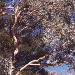 Eucalyptus polyanthemos at Tuggeranong Hill - 24 Mar 2000
