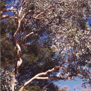 Eucalyptus polyanthemos at Conder, ACT - 24 Mar 2000
