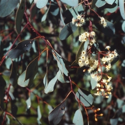 Eucalyptus polyanthemos (Red Box) at Tuggeranong Hill - 14 Sep 2006 by michaelb