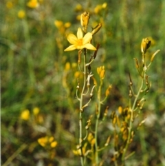 Bulbine bulbosa (Golden Lily) at Conder, ACT - 9 Nov 1999 by michaelb