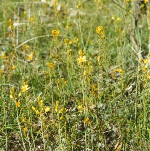 Bulbine bulbosa at Conder, ACT - 10 Nov 1999 12:00 AM