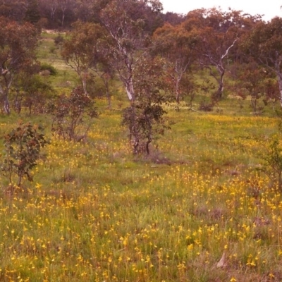 Bulbine bulbosa (Golden Lily, Bulbine Lily) at Conder, ACT - 2 Nov 1998 by MichaelBedingfield