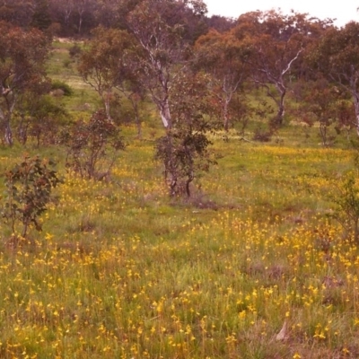 Bulbine bulbosa (Golden Lily) at Conder, ACT - 1 Nov 1998 by michaelb