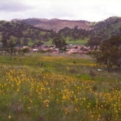 Bulbine bulbosa (Golden Lily) at Conder, ACT - 1 Nov 1998 by michaelb