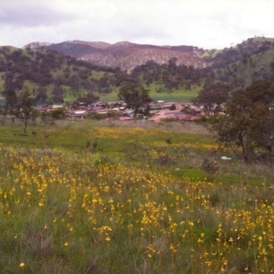 Bulbine bulbosa (Golden Lily, Bulbine Lily) at Conder, ACT - 1 Nov 1998 by michaelb