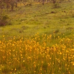 Bulbine bulbosa (Golden Lily) at Tuggeranong Hill - 1 Nov 1998 by michaelb