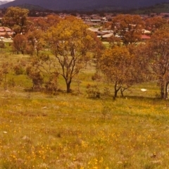 Bulbine bulbosa (Golden Lily, Bulbine Lily) at Conder, ACT - 2 Nov 1998 by MichaelBedingfield