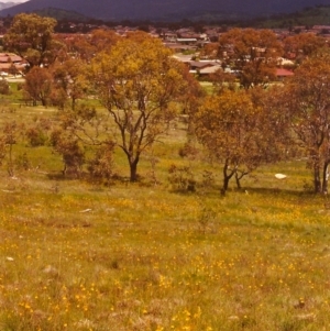 Bulbine bulbosa at Conder, ACT - 2 Nov 1998