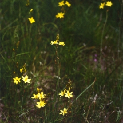 Bulbine bulbosa (Golden Lily, Bulbine Lily) at Conder, ACT - 24 Oct 2001 by michaelb