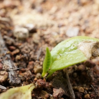 Ophioglossum lusitanicum subsp. coriaceum (Austral Adder's Tongue) at Mount Majura - 5 Sep 2014 by AaronClausen