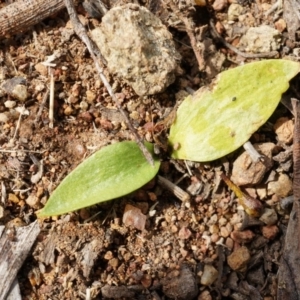 Ophioglossum lusitanicum at Hackett, ACT - 5 Sep 2014 01:42 PM