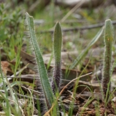 Caladenia actensis (Canberra Spider Orchid) at Mount Majura - 5 Sep 2014 by AaronClausen