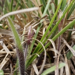 Caladenia actensis (Canberra Spider Orchid) at Mount Majura - 5 Sep 2014 by AaronClausen