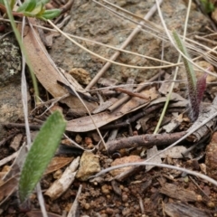 Caladenia actensis at suppressed - suppressed