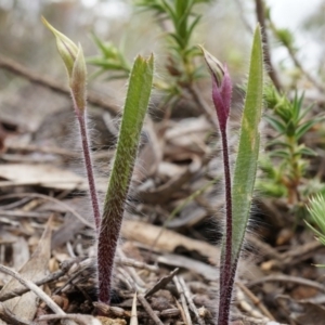 Caladenia actensis at suppressed - 5 Sep 2014