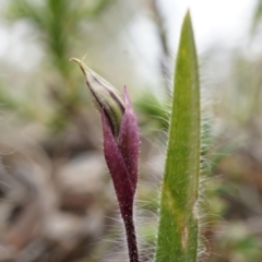 Caladenia actensis at suppressed - 5 Sep 2014