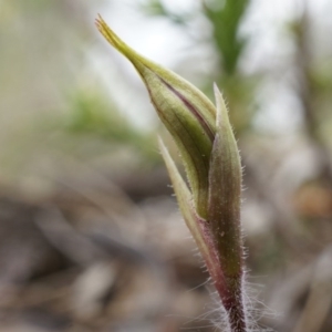 Caladenia actensis at suppressed - 5 Sep 2014