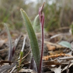 Caladenia actensis (Canberra Spider Orchid) by AaronClausen