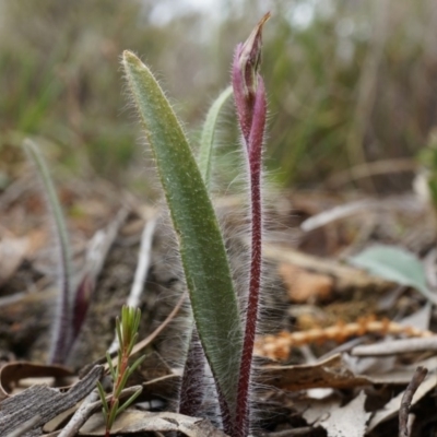 Caladenia actensis (Canberra Spider Orchid) at Mount Majura - 5 Sep 2014 by AaronClausen