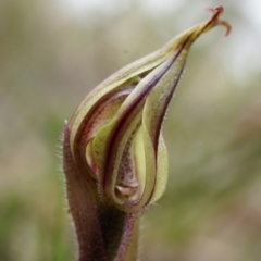 Caladenia actensis (Canberra Spider Orchid) at Mount Majura - 5 Sep 2014 by AaronClausen