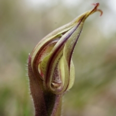 Caladenia actensis (Canberra Spider Orchid) by AaronClausen