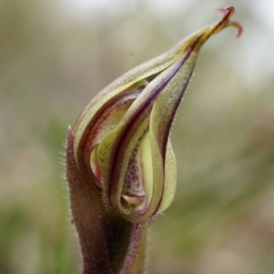 Caladenia actensis (Canberra Spider Orchid) at Hackett, ACT by AaronClausen