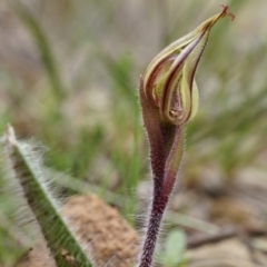 Caladenia actensis at suppressed - suppressed