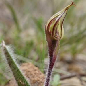 Caladenia actensis at suppressed - 5 Sep 2014