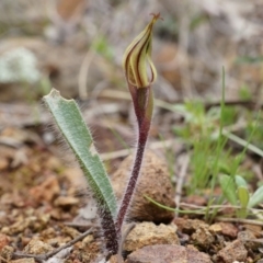 Caladenia actensis at suppressed - suppressed