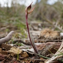 Caladenia actensis (Canberra Spider Orchid) at Hackett, ACT - 5 Sep 2014 by AaronClausen