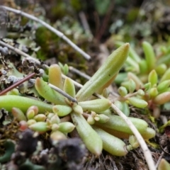 Calandrinia eremaea (Small Purslane) at Mount Majura - 5 Sep 2014 by AaronClausen