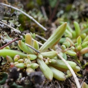 Calandrinia eremaea at Hackett, ACT - 5 Sep 2014