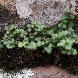 Pleurosorus rutifolius at Hackett, ACT - 5 Sep 2014