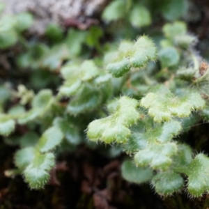 Pleurosorus rutifolius at Hackett, ACT - 5 Sep 2014