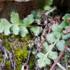 Asplenium subglandulosum (Blanket Fern) at Hackett, ACT - 5 Sep 2014 by AaronClausen