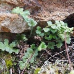 Asplenium subglandulosum at Hackett, ACT - 5 Sep 2014