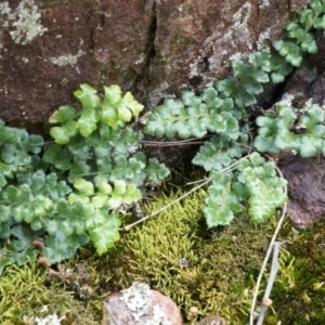 Asplenium subglandulosum at Canberra Central, ACT - 5 Sep 2014