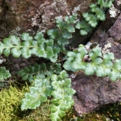 Asplenium subglandulosum at Canberra Central, ACT - 5 Sep 2014